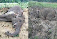 छत्तीसगढ़ में एक दिन में दो हाथियों की मौत, जांच जारी