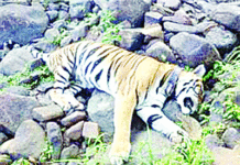 पन्ना टाइगर रिजर्व में 10 साल की बाघिन की मौत